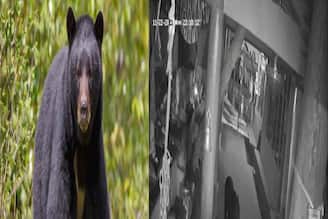 মন্দিরে 'পুজো' দিচ্ছে হিমালয়ের কালো ভালুক! টাইগার হিলের বিরল দৃশ্য মিস করবেন না