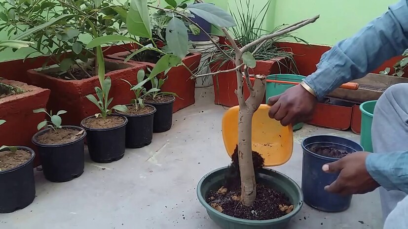বাজার কেমন: সাধারণত প্রত্যেক উদ্ভিদপ্রেমীদেরই বনসাইয়ের প্রতি আলাদা আকর্ষণ থাকে। অনেকে এই জাতীয় গাছ লাকি প্ল্যান্ট বলেও মনে করেন। ঘরে বা অফিসে সৌন্দর্যায়নে এই ধরনের গাছের চাহিদা দিন দিন বাড়ছে। কাজেই ভোক্তার দামও বেড়েছে। যার ফলে বর্তমানে বাজারে ২০০ টাকা থেকে ২৫০০ টাকা পর্যন্ত দামে বিক্রি করা যায় বনসাই গাছ।