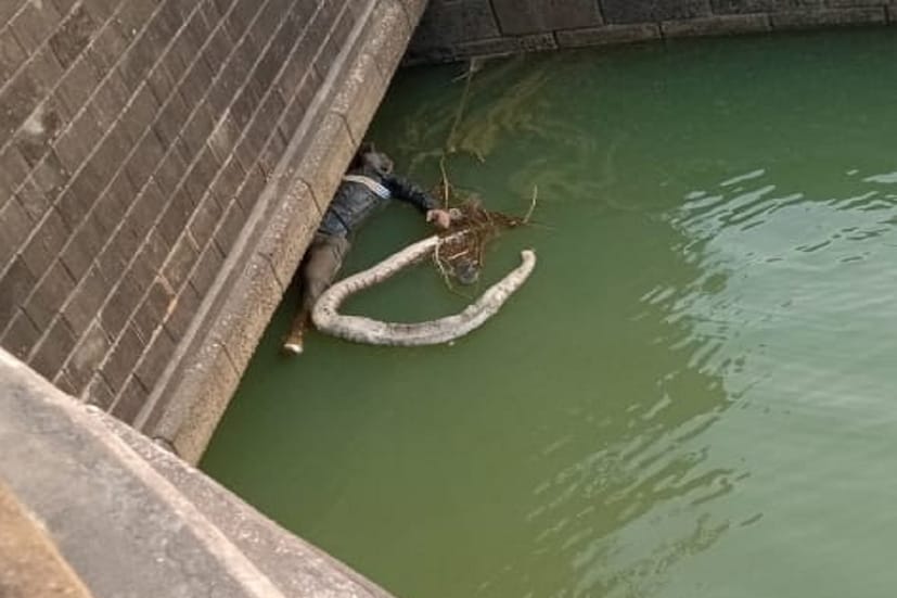 মানুষ ও পাইথনের মৃতদেহ ভাসছে নদীতে। ভয়ংকর দৃশ্যের দেখা মিলল বীরভূমে (Birbhum News)। ময়ূরাক্ষী নদীর সিউড়ীর তিলপাড়া মহম্মদবাজার সাইড ক্যানেলে এই দৃশ্য চোখে পড়েছে রবিবার সকালে।