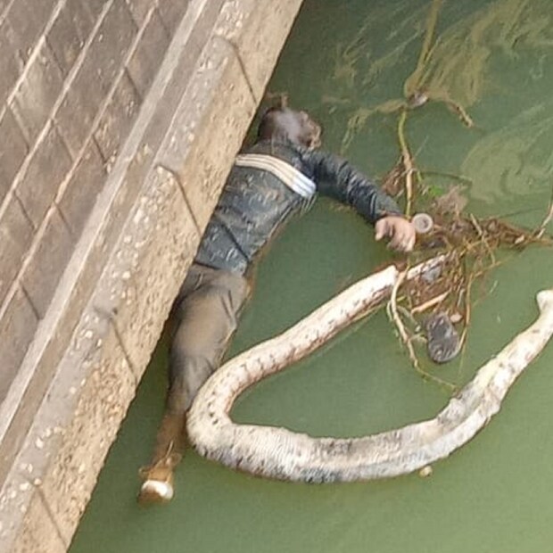 রবিবার সকালে বীরভূমের তিলপাড়া ব্যারেজের মহম্মদ বাজার সাইড ক্যানেলে ময়ূরাক্ষী নদীর জলে ভেসে এল এক ব্যক্তি ও একটি পাইথনের মৃতদেহ। সেই খবর ছড়িয়ে পড়তেই শোরগোল পড়ে যায় গোটা এলাকায়। 