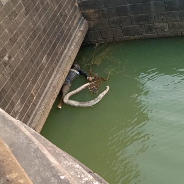 প্রসঙ্গত, কিছুদিন ধরেই বীরভূমে পাইথন উদ্ধারের ঘটনা ঘটে চলেছে। দিন কয়েক আগেই কাঁকড়তলা থানার পেঁচালিয়া গ্রামে এক গৃহস্থের বাড়ি থেকে উদ্ধার করা হয়েছিল প্রায় সাত ফুট লম্বা পাইথন সাপ। গৃহস্থের বাড়ির শৌচালয়ে সাপটি ছিল। অবশেষে পুলিশ ও বন দফতরের সহযোগিতায় সাপটিকে উদ্ধার করে নিয়ে যায় বনদপ্তরের কর্মীরা।