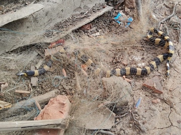 মাছের জালে আটকে পড়ল বিষধর শাঁখামুটি! ফণা তোলা সাপ দেখে চাঞ্চল্য 