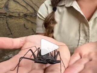 viral video: black spider in womans hand video - Photo Courtesy- Instagram/ Video Grab 