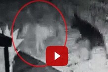 ভূত নাকি অন্য কিছু! পোষ্যের সঙ্গে খেলছে 'ভুতুড়ে কুকুর' ! সিসিটিভি ফুটেজ ভাইরাল ভূত নাকি অন্য কিছু! পোষ্যের সঙ্গে খেলছে 'ভুতুড়ে কুকুর' ! সিসিটিভি ফুটেজ ভাইরাল