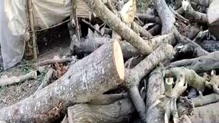 কাটা হয়েছে সব গাছ