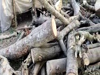 কাটা হয়েছে সব গাছ