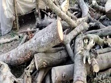 কাটা হয়েছে সব গাছ