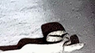 রাস্তার মধ্যে চন্দ্রবোড়া! রাস্তার মধ্যে চন্দ্রবোড়া!