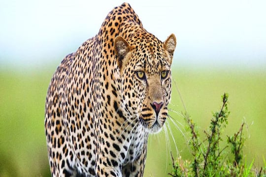 Leopard Fear in Jalpaiguri