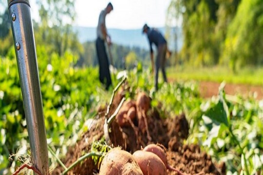 Bangla News | Potato Cultivation