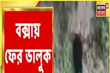 রয়্যাল বেঙ্গলের পর এবার বক্সায় ভালুক আতঙ্ক, দেখুন