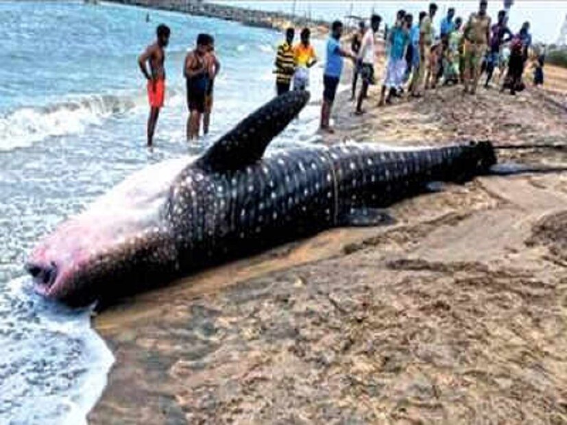 এর পর এখানে চলে আসেন ফরেস্ট অফিসাররাও। সকলে মিলে সার্কটিকে ফের সমুদ্রে ফিরিয়ে দেন। গভীর জলে ফের ছুটে যায় সার্কটি। বড় সাইজের মাছের অনেক দাম হয়। তবে সার্ক সেই দলে পড়ে না। তাই জলে ফিরিয়ে দেওয়া হয় তাকে। photo source ANI