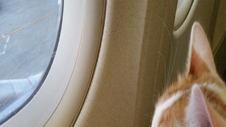 বিমানে শার্ট তুলে পোষ্য বিড়ালকে স্তন্যদান মহিলার, কাণ্ড দেখে শোরগোল!  