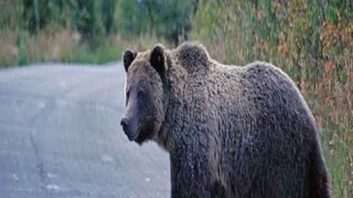 ফের লোকালয়ে ভালুকের পায়ের ছাপ, রাত থেকে আতঙ্ক ধূপগুড়িতে! (File)