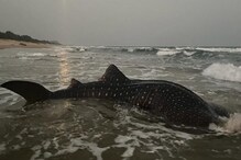 Giant Fish: সমুদ্র থেকে মাছের বদলে জালে উঠে এল দৈত্য! তারপর যা হল... Giant Fish: সমুদ্র থেকে মাছের বদলে জালে উঠে এল দৈত্য! তারপর যা হল...