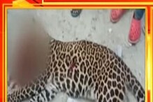 ডুয়ার্সের বীরপাড়া চা বাগানে পিটিয়ে খুন করা হল চিতাবাঘকে! সামনে এল ভয়াবহ ভিডিও ডুয়ার্সের বীরপাড়া চা বাগানে পিটিয়ে খুন করা হল চিতাবাঘকে! সামনে এল ভয়াবহ ভিডিও