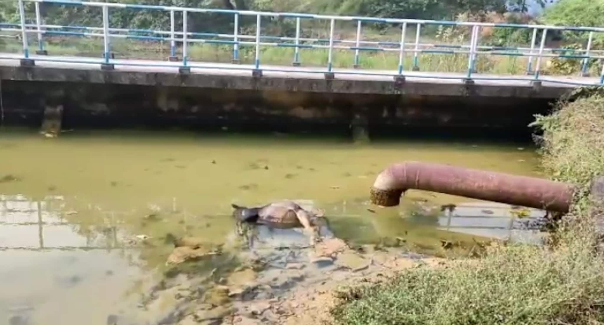 Paschim bardhaman: পি.এইচ.ই ওয়েস্টের জলের মধ্যে পড়ে রয়েছে মৃত গরু