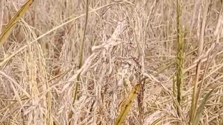 নিজস্ব চিত্র নিজস্ব চিত্র