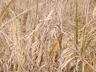 নিজস্ব চিত্র