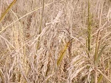 নিজস্ব চিত্র
