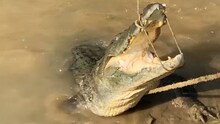 নদিয়া জেলার সব খবর রাত ৮ টায়