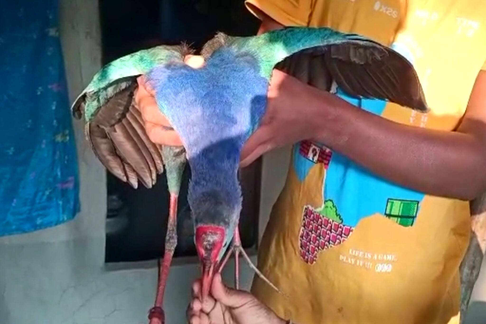 South 24 Parganas- বিরল প্রজাতির পাখি উদ্ধার হল ডায়মন্ড হারবারে