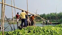 জলঙ্গি নদী থেকে উঠে গেল বাঁধাল