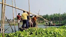 জলঙ্গি নদী থেকে উঠে গেল বাঁধাল জলঙ্গি নদী থেকে উঠে গেল বাঁধাল