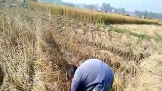 Farmer are very concerned about Cyclone Jawad