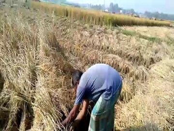 Farmer are very concerned about Cyclone Jawad