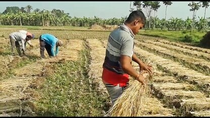 ঘূর্ণিঝড় আসার আগেই ফসল কেটে নিচ্ছেন চাষীরা