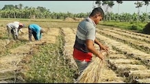 ঘূর্ণিঝড়ের জেরে ফসল কাটতে ব্যস্ত চাষীরা ঘূর্ণিঝড়ের জেরে ফসল কাটতে ব্যস্ত চাষীরা