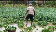 নদিয়া জেলার সব খবর রাত ৮ টায়