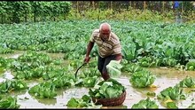 টানা বৃষ্টিপাতের জেরে ফুলকপি বাঁধাকপি রয়েছে জলের তলায়। ক্ষতির আশঙ্কায় কৃষকেরা
