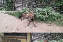 লোকালয়ে ঘুরে বেড়ালো শিয়াল, আতঙ্কিত গলিগ্রামের মানুষ