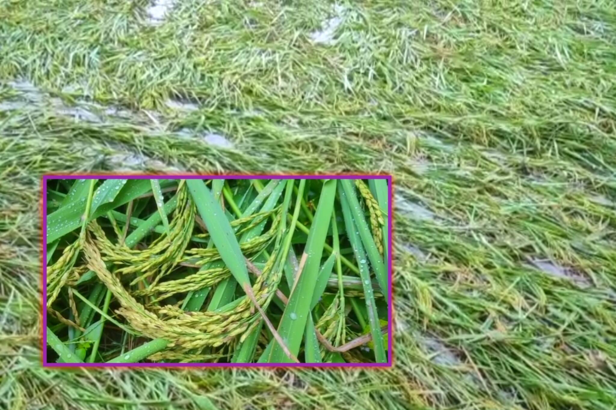 South 24 Parganas: অতিবৃষ্টিতে নষ্ট হতে বসেছে জমির ফসল