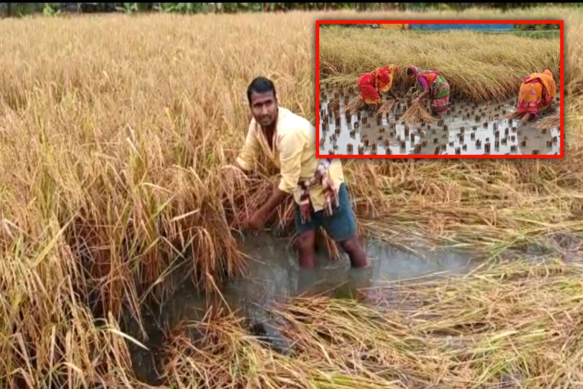 South 24 Parganas News- জমিতে জমে জল, ক্ষতির সম্মুখীন ধান চাষীরা