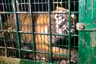 খাঁচায় বন্দি বাঘ, স্বস্তির নিঃশ্বাস গ্রামবাসীদের খাঁচায় বন্দি বাঘ, স্বস্তির নিঃশ্বাস গ্রামবাসীদের