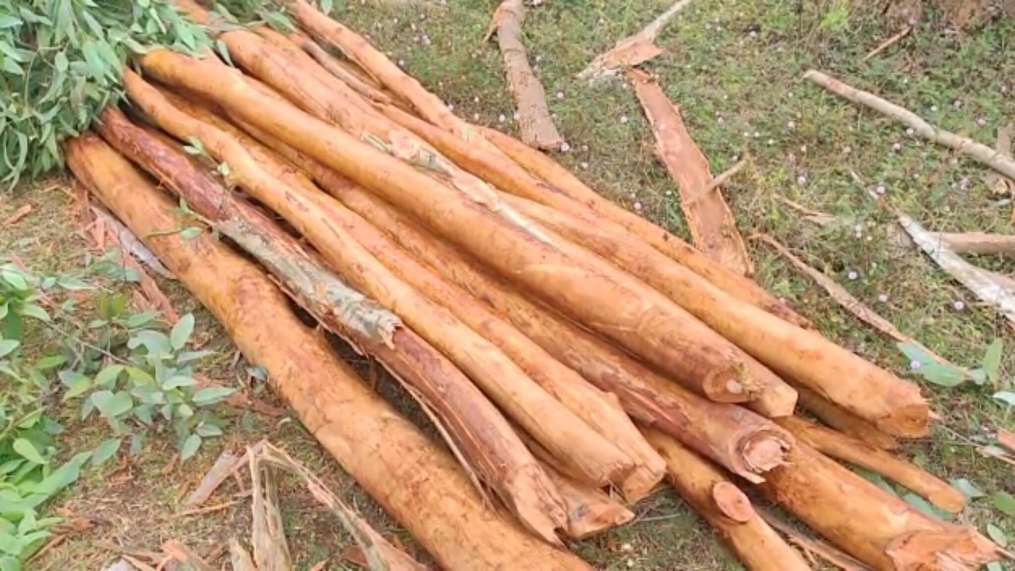 Paschim Medinipur: পঞ্চায়েতের গাছ কেটে নেওয়ার অভিযোগ