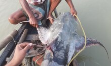 ৫০ কেজি ওজনের বিলুপ্ত প্রজাতির মাছ ধরা পড়ল ভাগীরথী নদীতে ৫০ কেজি ওজনের বিলুপ্ত প্রজাতির মাছ ধরা পড়ল ভাগীরথী নদীতে