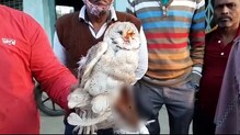 নাইলনের সুতোয় আহত পেঁচাকে উদ্ধার। নাইলনের সুতোয় আহত পেঁচাকে উদ্ধার।