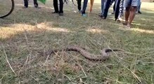 ফুটবল ময়দানে উদ্ধার অজগর। ফুটবল ময়দানে উদ্ধার অজগর।