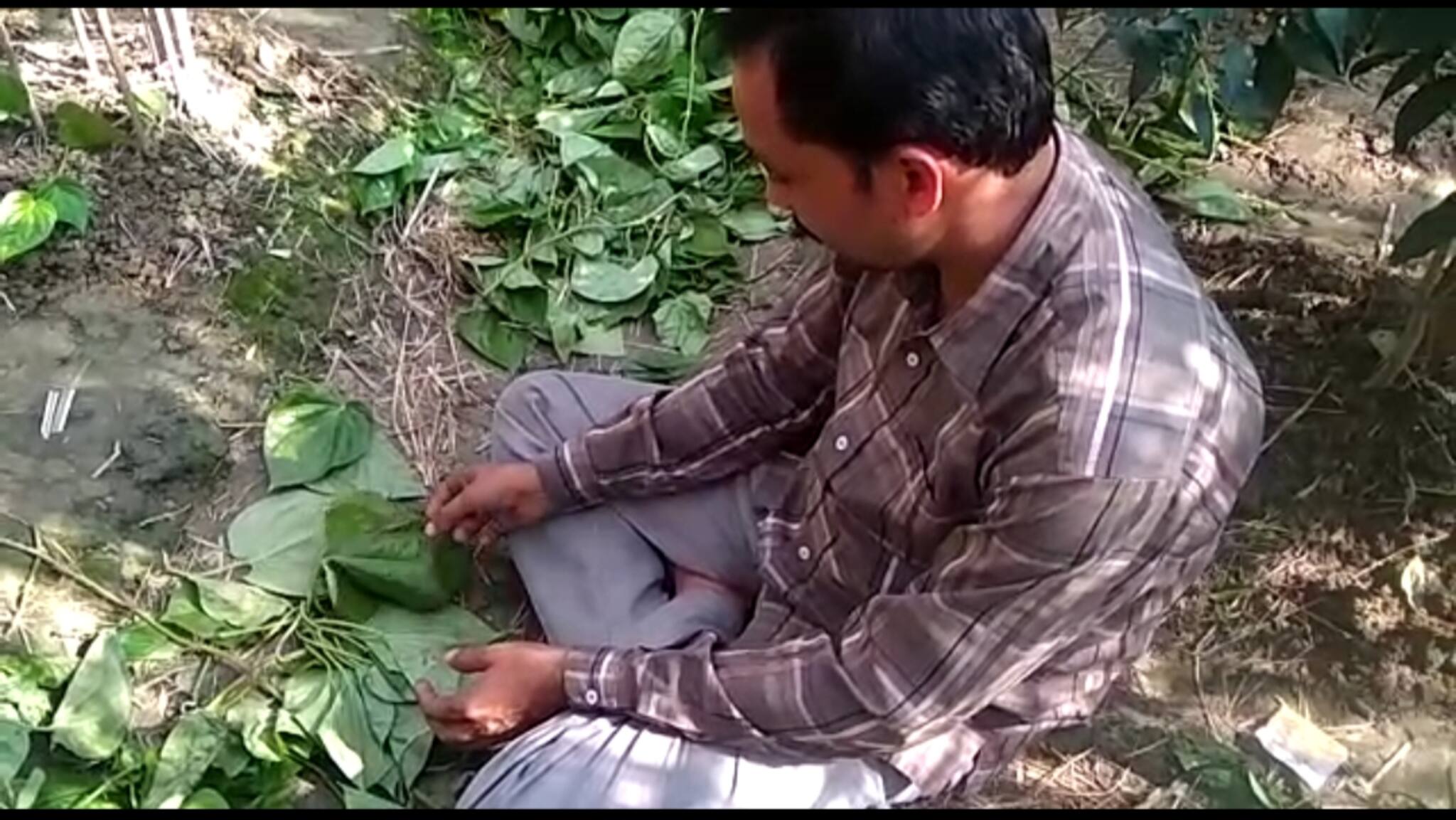 পানের বোরজ কেটে নষ্ট করলো দুষ্কৃতীরা