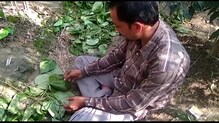 পানের বোরজ কেটে নষ্ট করলো দুষ্কৃতীরা পানের বোরজ কেটে নষ্ট করলো দুষ্কৃতীরা