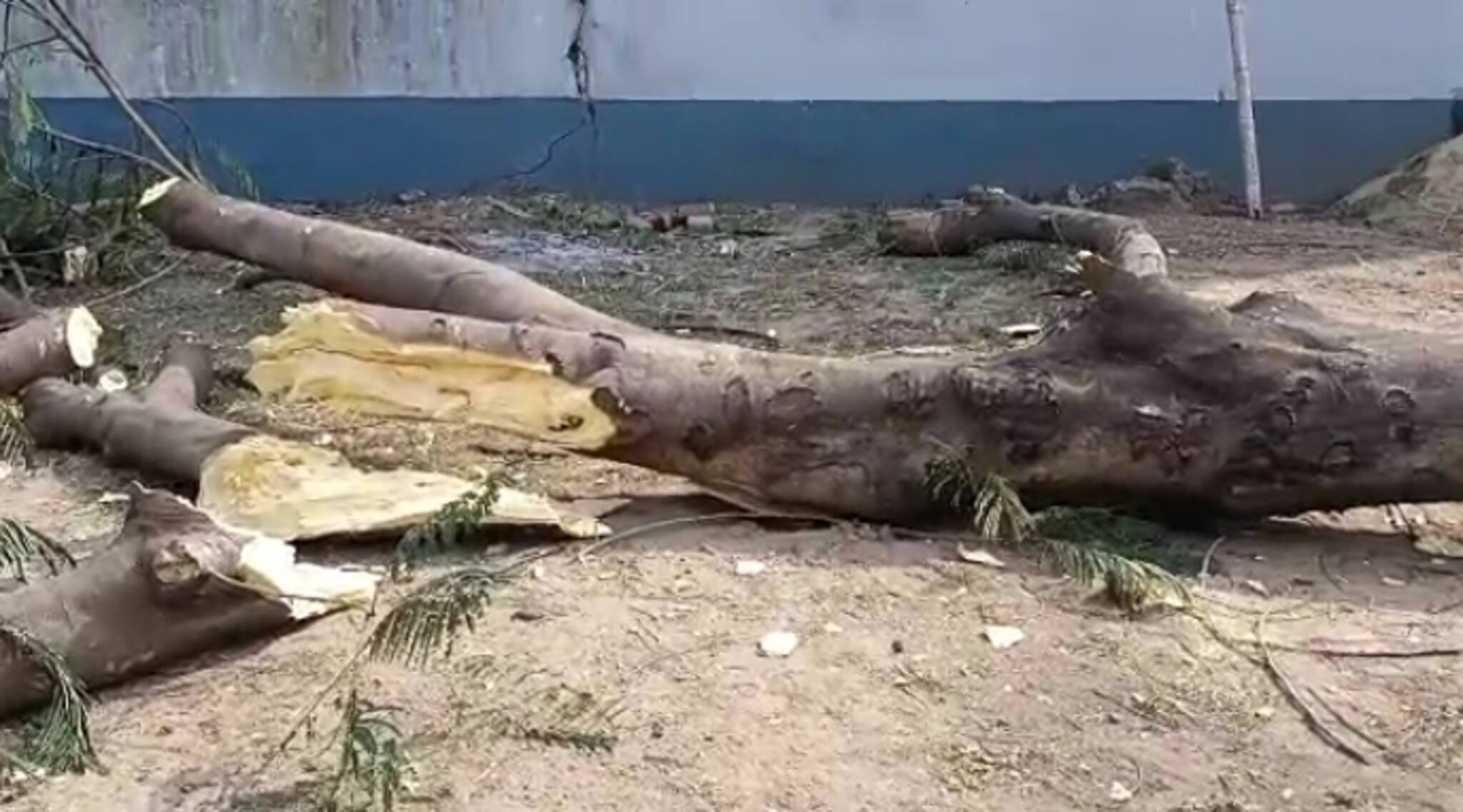 বেআইনিভাবে বিদ্যালয়ের গাছ কাটার অভিযোগ প্রধান শিক্ষকের বিরুদ্ধে