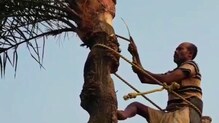 শীত পড়তেই খেজুরের গুড়ের ব্যবসায়ে লাভ দেখছেন মাজদিয়ার গুড় ব্যাবসায়ীরা