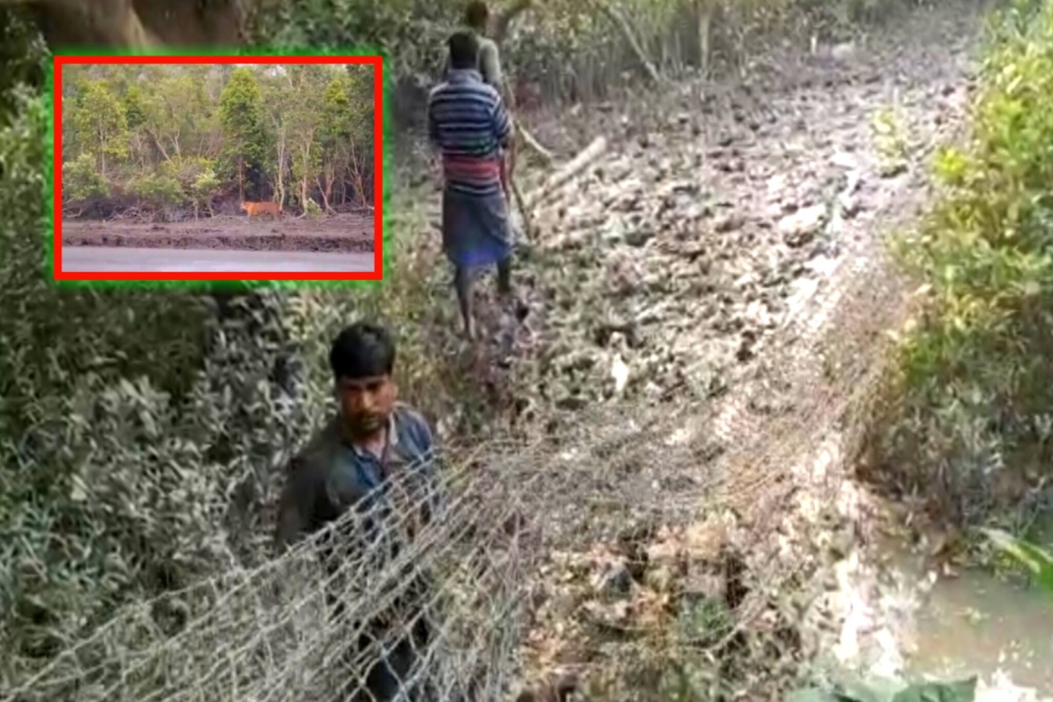 South 24 Parganas: পাঁচ দিন কেটে গেলেও খাঁচায় ধরা পড়লনা বাঘ