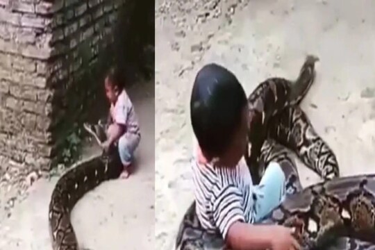 ১০ ফুটের অজগরের সঙ্গে দিব্যি খেলায় মগ্ন ২ বছরের শিশু! ভিডিও দেখলে যে কেউ হতবাক হবেন!