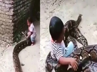 ১০ ফুটের অজগরের সঙ্গে দিব্যি খেলায় মগ্ন ২ বছরের শিশু! ভিডিও দেখলে যে কেউ হতবাক হবেন!