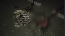 গাড়ির ধাক্কায় মৃত্যু সজারুর। গাড়ির ধাক্কায় মৃত্যু সজারুর।